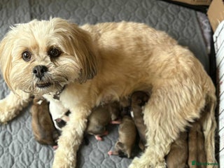 Lhasa Apso dogs - Advert 3
