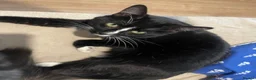 Mixed Breed cats for sale: 2 Cats need rehoming - Advert 1