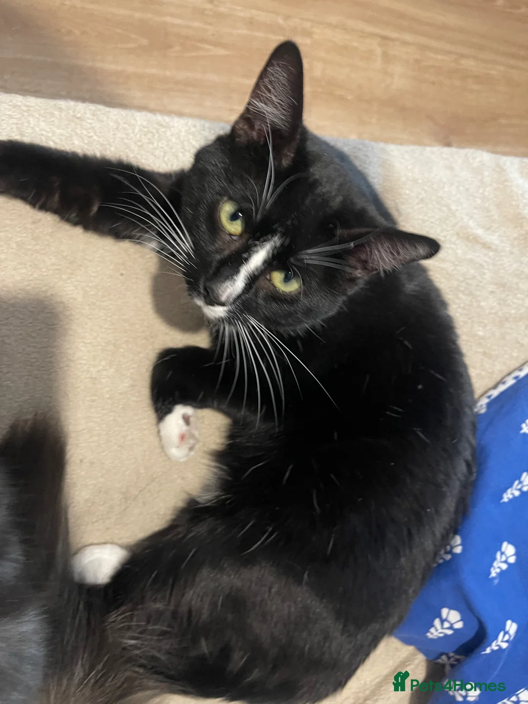 Mixed Breed cats for sale: 2 Cats need rehoming - Advert 1
