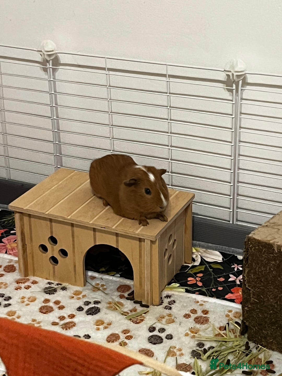Guinea Pig rodents for sale: Bonded Male Guinea Pigs for Rehoming - Image 6