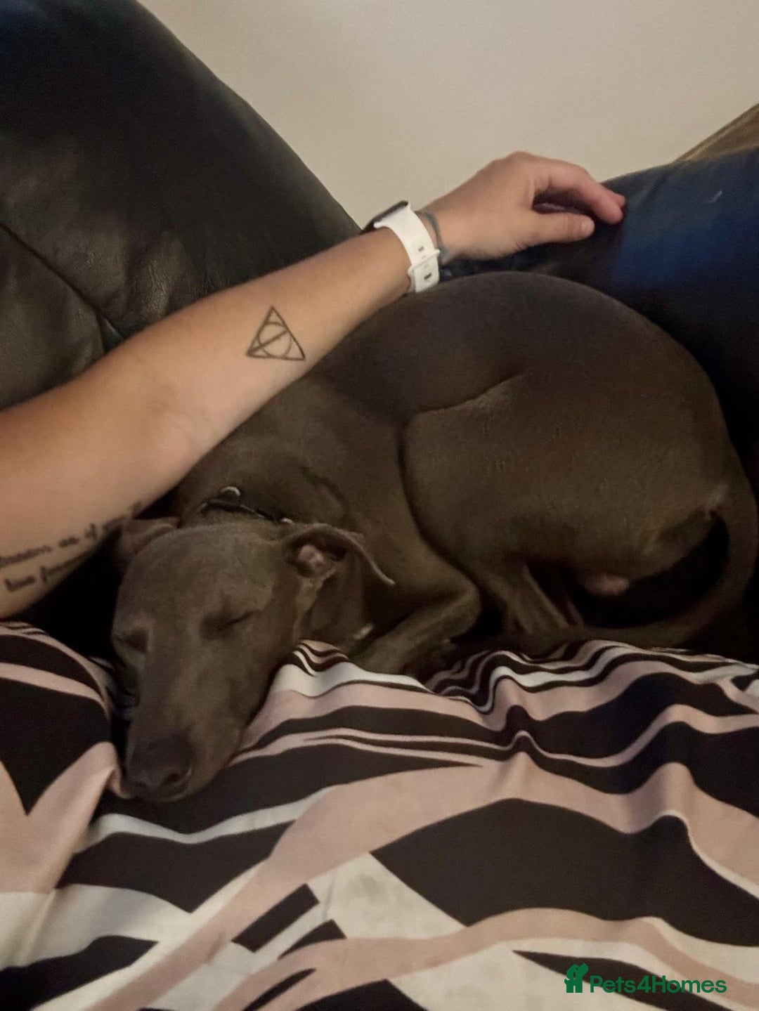 Italian Greyhound dogs for sale: Blue Male Italian Greyhound - 15 months old - Advert 3