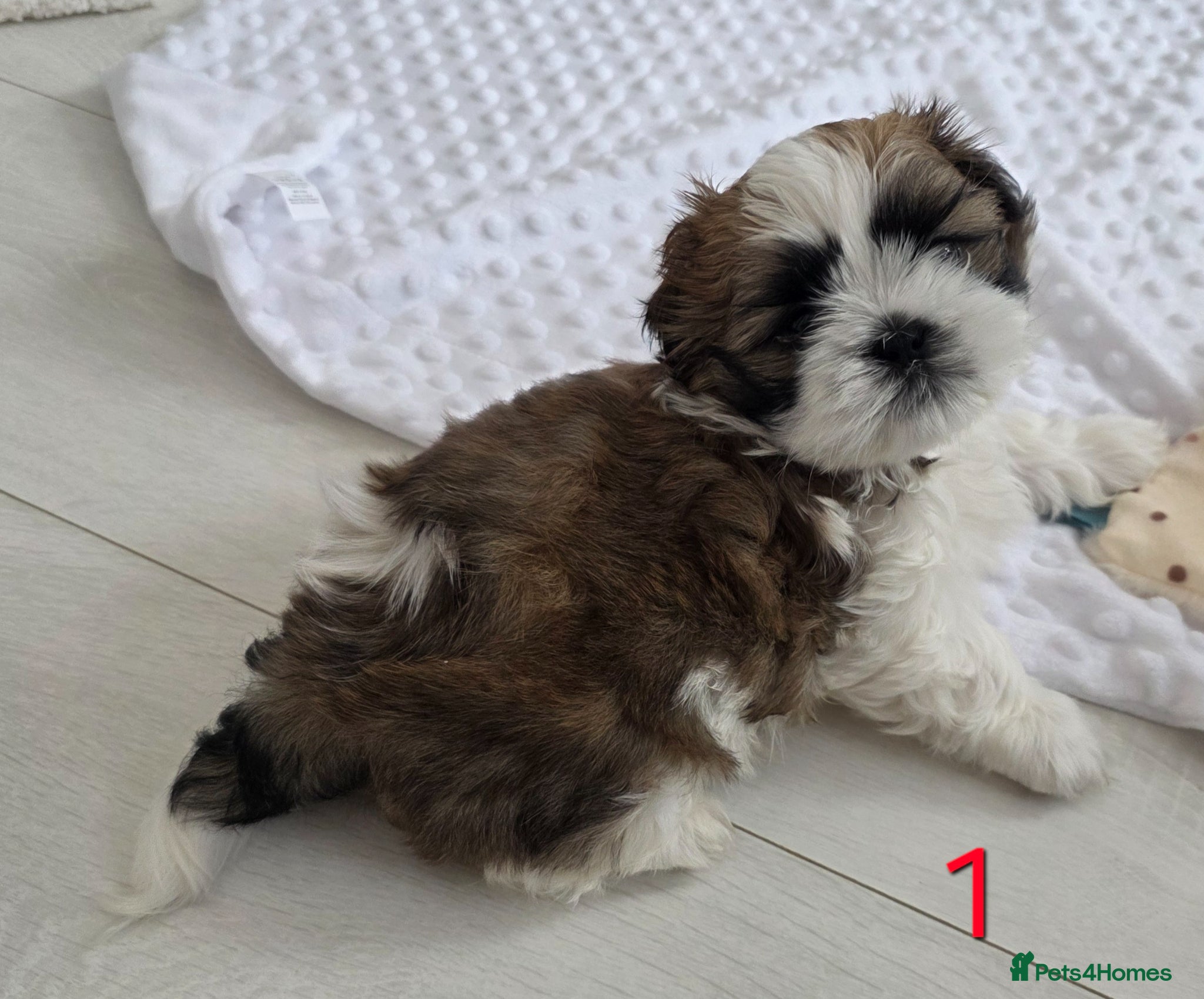 Mixed Breed dogs for sale: Beautiful 4 puppies (4 boys) - Advert 4
