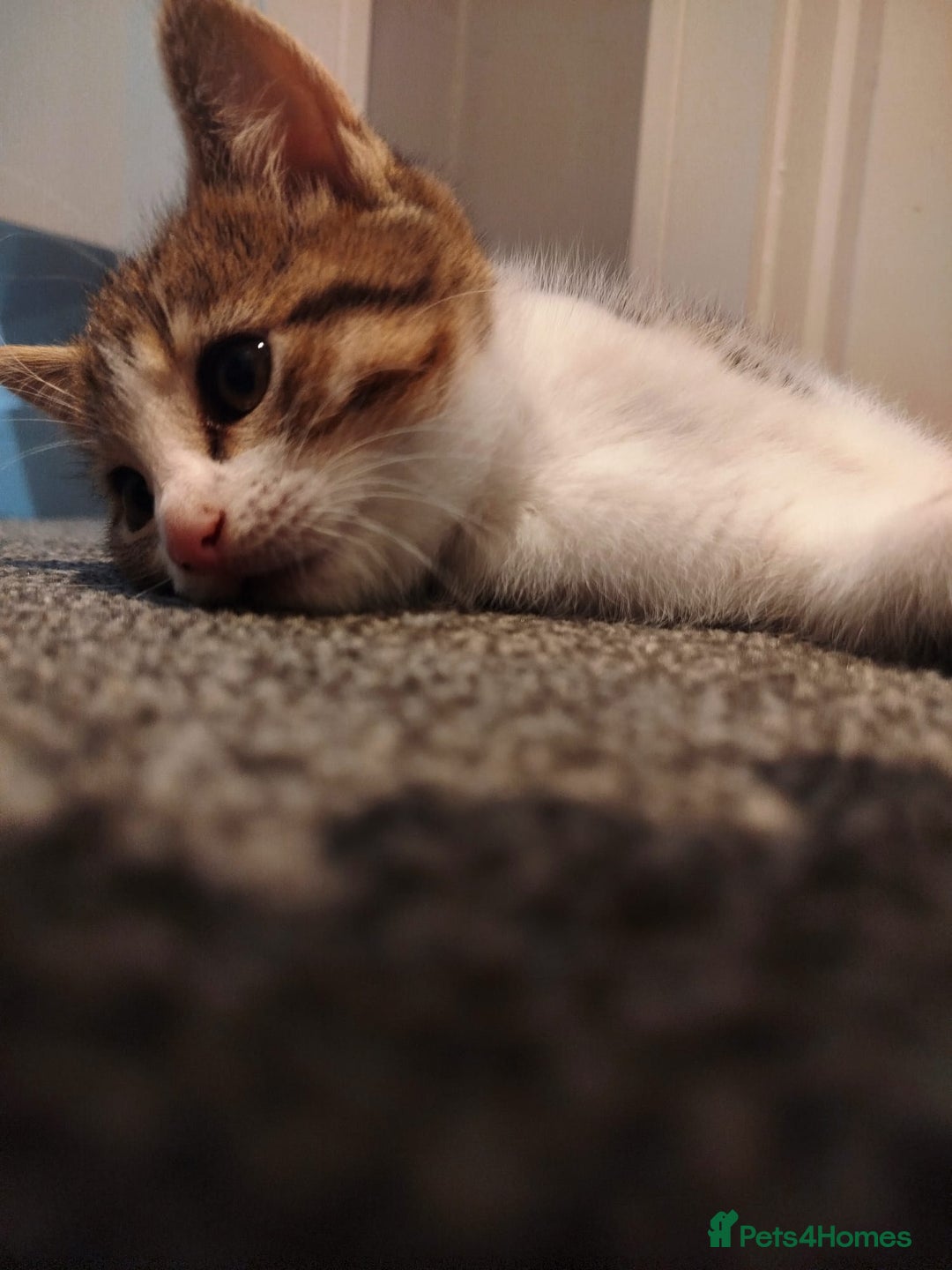 Mixed Breed cats for sale: Kitten looking for new home  - Image 4