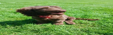 Mixed Breed 2