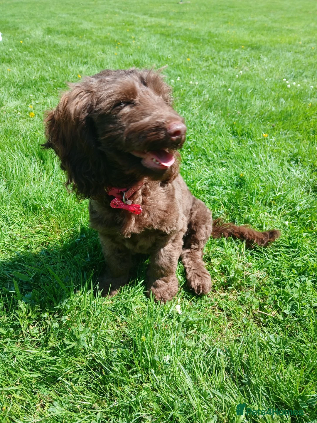 Mixed Breed dogs for sale: Cockapoo Cross 4.5mths - Advert 2