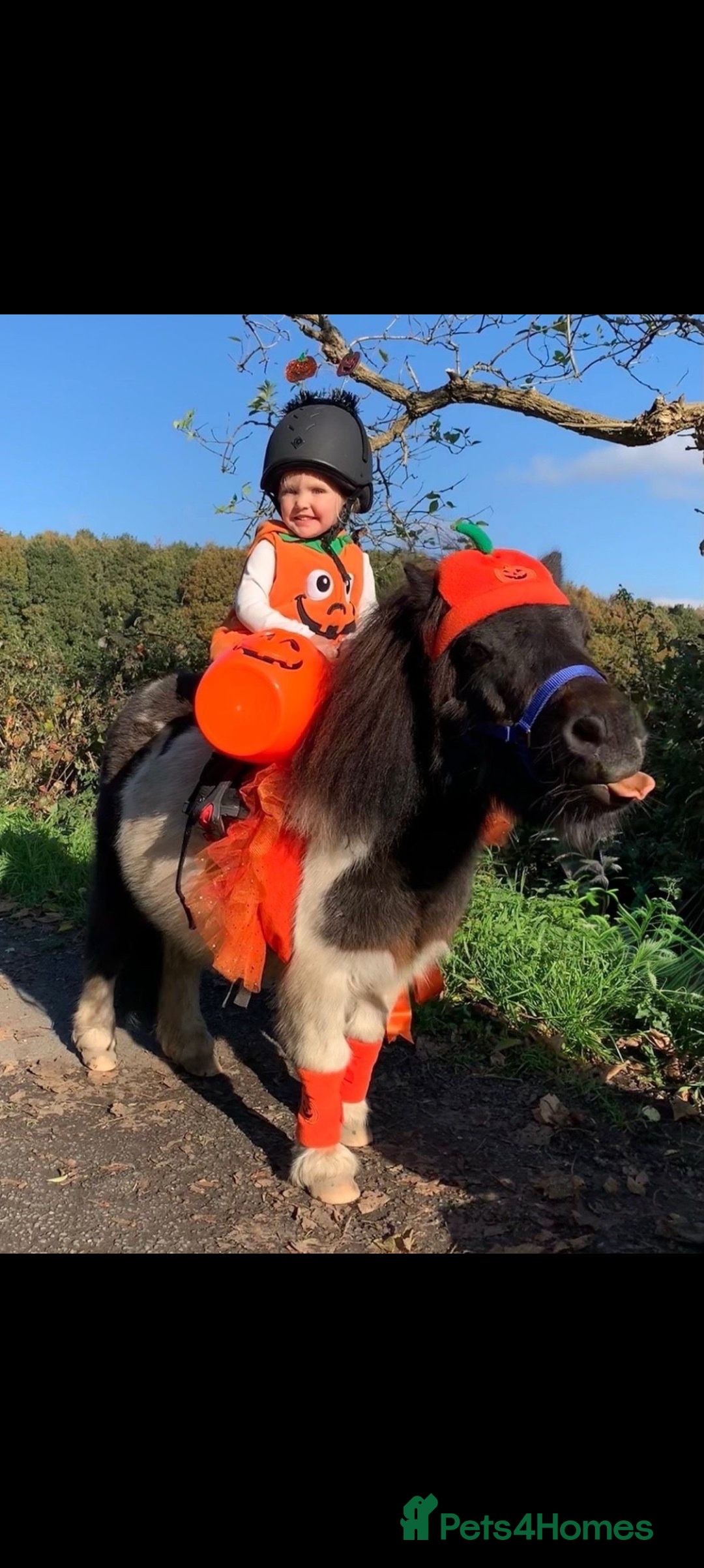 Shetland pony horses for sale: Rocco mini Shetland gelding 8hh - Image 10