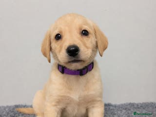 Labrador Retriever dogs 🐾 Exceptional KC Reg Labrador Puppies 🐾 - Advert 5