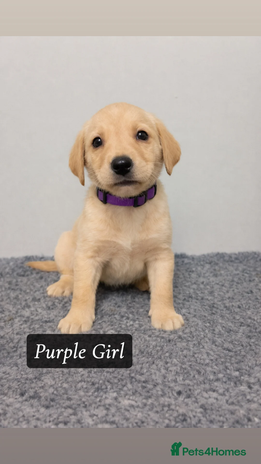 Labrador Retriever dogs for sale: 🐾 Exceptional KC Reg Labrador Puppies 🐾 - Advert 16