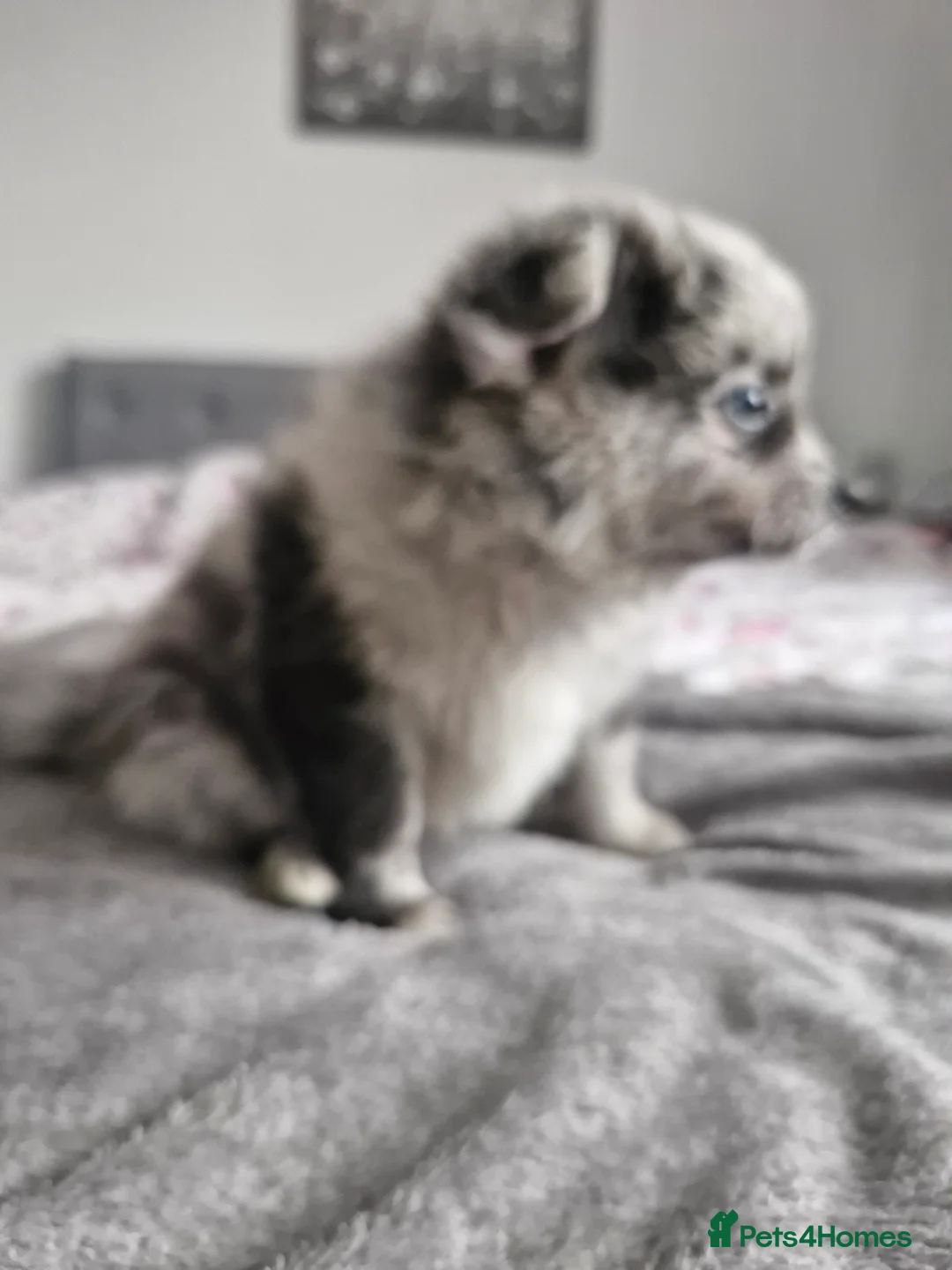 Pomapoo dogs for sale: ✨ Leo – Exceptional F1B Pomapoo Boy – 1,800 ✨ - Advert 8