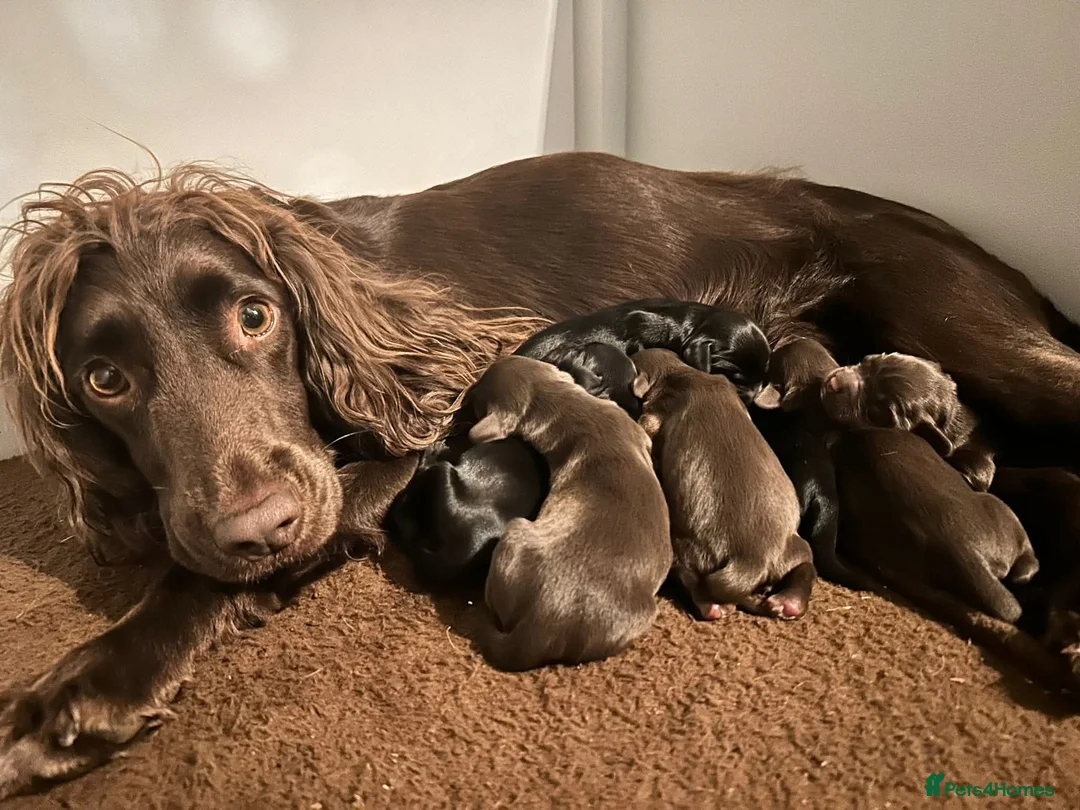 Sprocker dogs for stud: Proven Sprocker Spaniel Stud - Advert 5