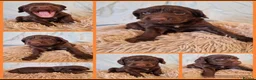 Cockapoo dogs for sale: F1b Cockapoo Puppies for sale 🐾🐾 in Llanidloes - Advert 10