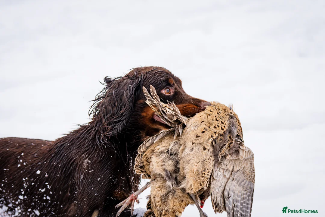 Cocker Spaniel dogs for stud: KC Working Cocker Spaniel Health tested - Advert 2