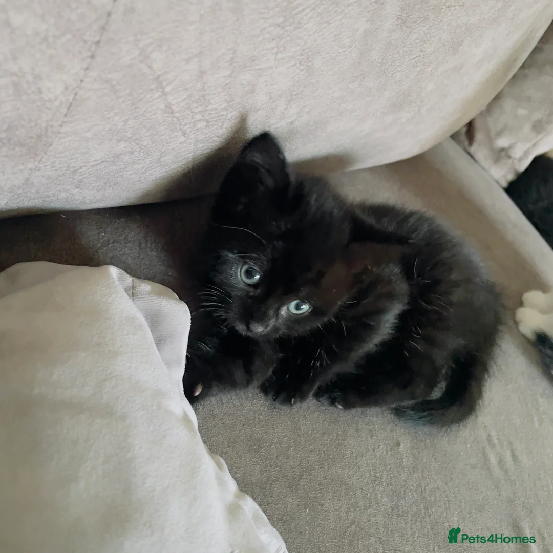 Domestic Shorthair cats for sale: 4 black 1 tabby  - Advert 2