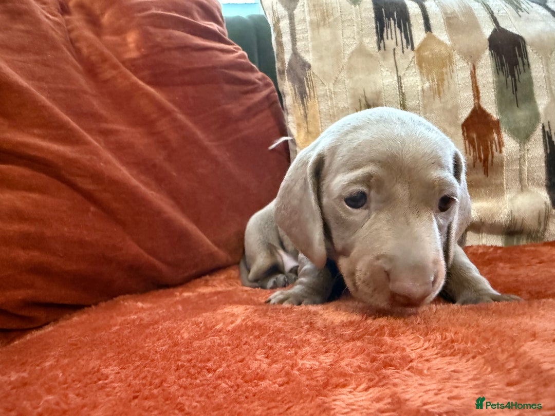 Miniature Dachshund dogs for sale: KC Reg Isabella & Tan Miniature Dachshund Puppies - Advert 23