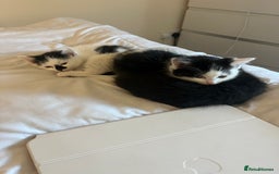 Ragdoll cats for sale: Ragdoll cross kittens  - Advert 4