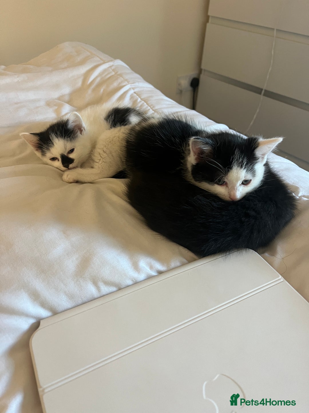 Ragdoll cats for sale: Ragdoll cross kittens  - Advert 4