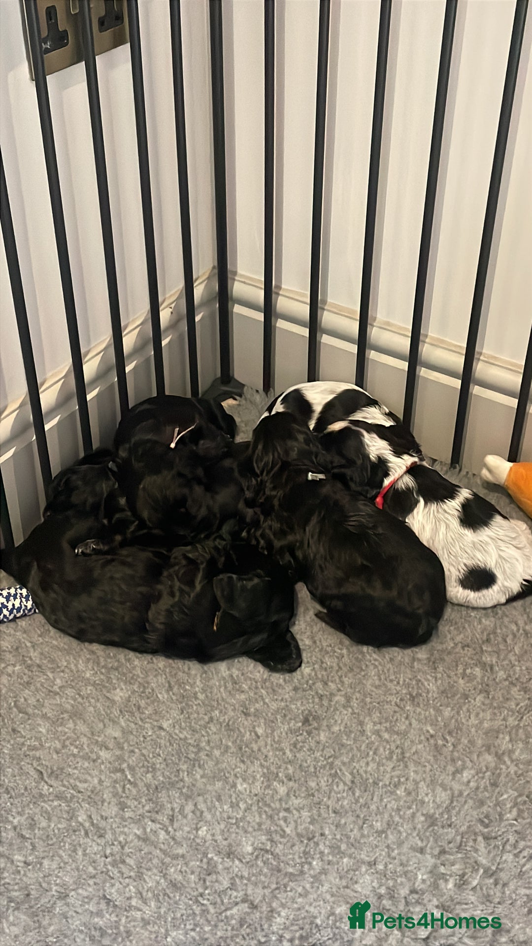Cocker Spaniel dogs for sale: 2 working cocker puppies  - Advert 23