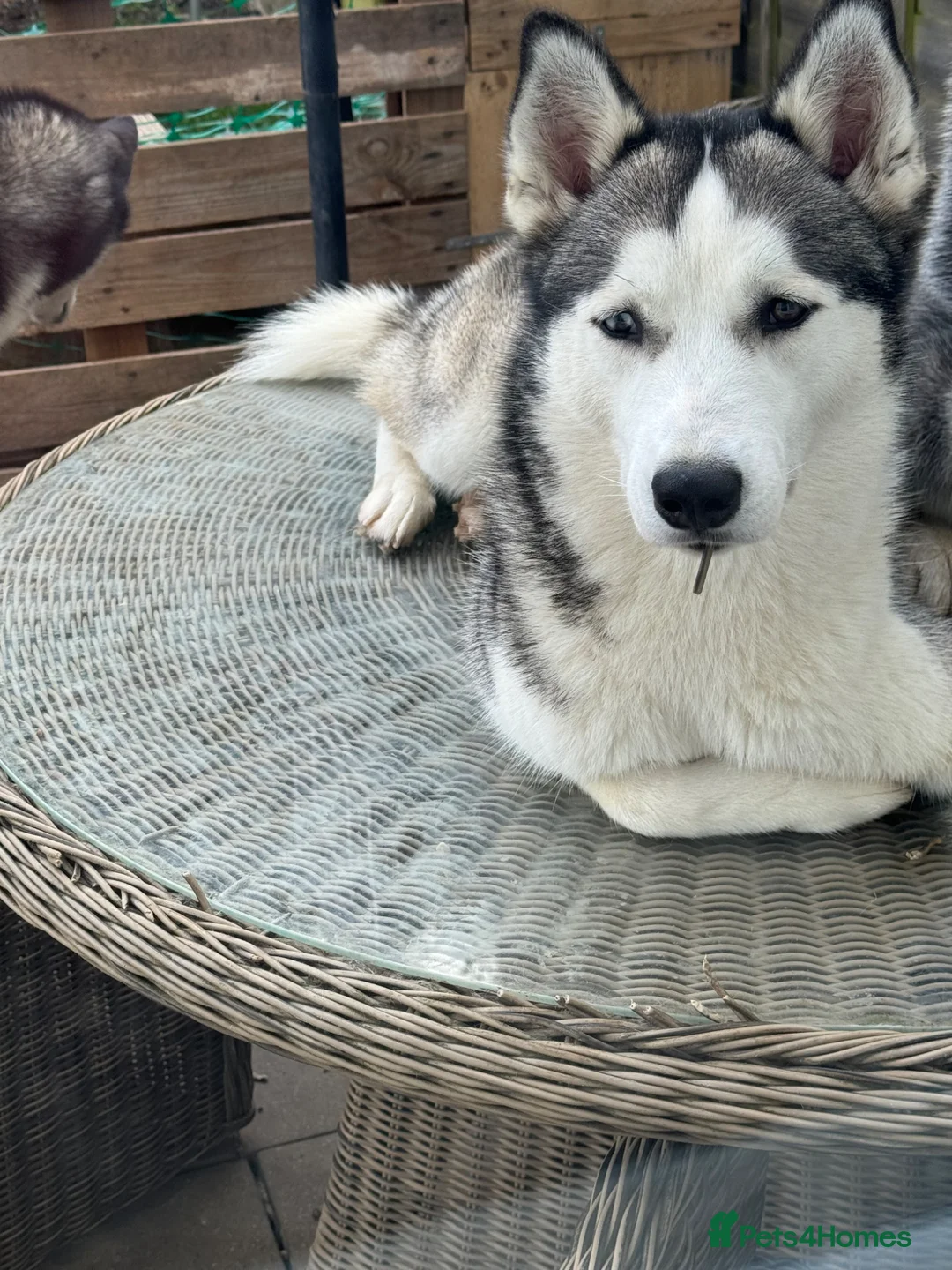 Siberian Husky dogs for sale: Excellent homes needed for Siberian huskies  - Advert 1