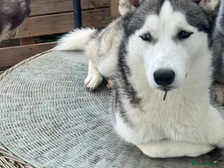 Siberian Husky dogs Excellent homes needed for Siberian huskies - Advert 1