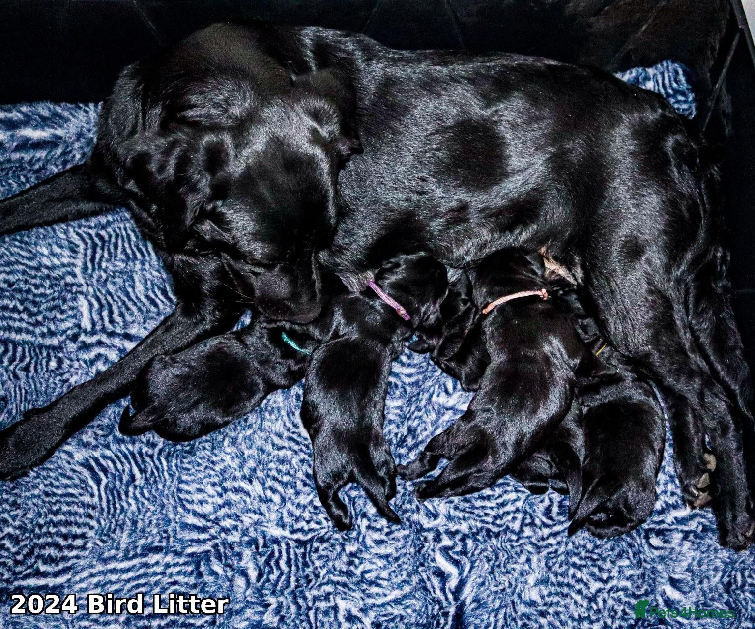 Labrador Retriever dogs KC Labrador - Traditional working  - Advert 6