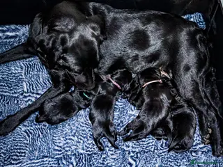 Labrador Retriever dogs KC Labrador - Traditional working - Advert 6