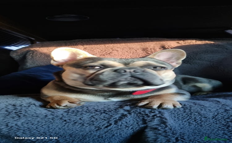 French Bulldog dogs - Advert 7