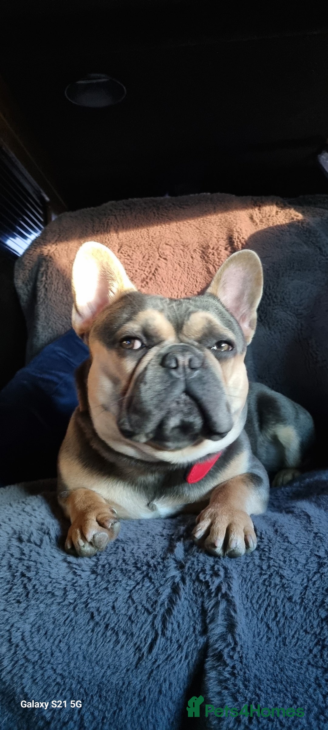 French Bulldog dogs for sale: Male french bulldog - Image 1
