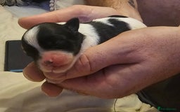 Shih Tzu dogs for sale: Shih tzu puppy for sale  - Image 11