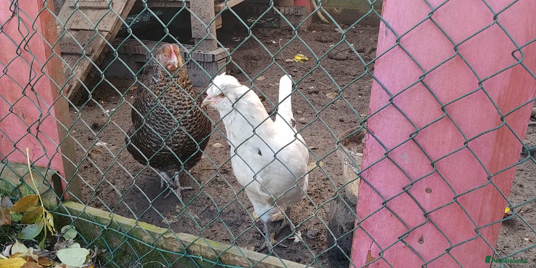 Hens poultry for sale: 6 hybrid hens  - Advert 2