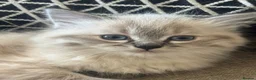 Ragdoll cats for sale: Stunning Pure Ragdoll kittens  - Advert 4