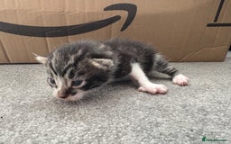 Mixed Breed cats for sale: Looking for their forever home! - Image 7
