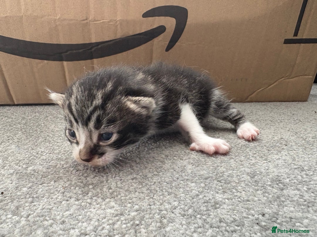 Mixed Breed cats for sale: Looking for their forever home! - Image 7