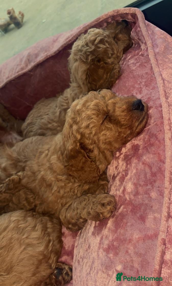 Cavapoo dogs STUNNING RED HEALTH CHECKED CAVAPOOS - Advert 1