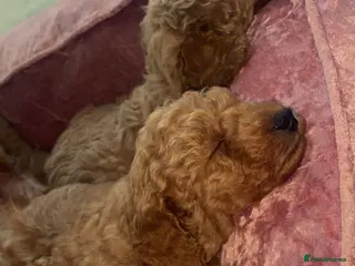 Cavapoo dogs STUNNING RED HEALTH CHECKED CAVAPOOS - Advert 1