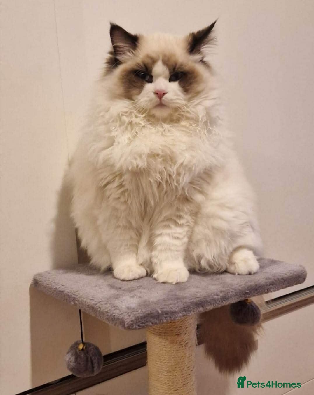 Ragdoll cats Ragdoll Kittens❤️ Ready for Their Forever Homes ✨ - Advert 4