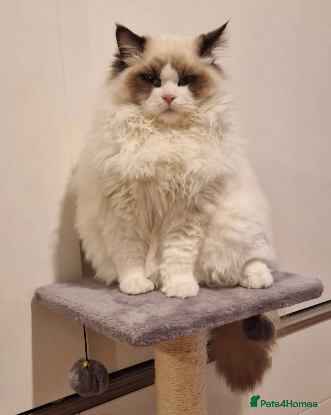 Ragdoll cats for sale: Ragdoll Kittens❤️ Ready for Their Forever Homes ✨ in Cambridge - Advert 1