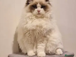 Ragdoll cats Ragdoll Kittens❤️ Ready for Their Forever Homes ✨ - Advert 8