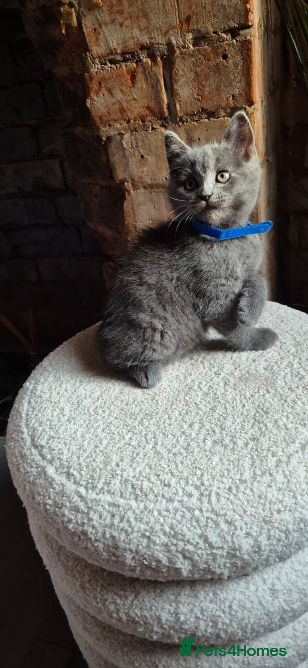 Scottish Fold cats for sale: Adorable Scottish Fold and Straight Kittens  - Image 15