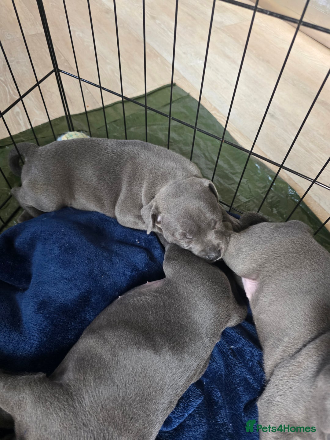 Staffordshire Bull Terrier dogs for sale: Beautiful Blue Staffs KC Registered - Image 3