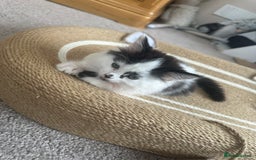 Mixed Breed cats for sale: Long hair male kitten  - Image 10