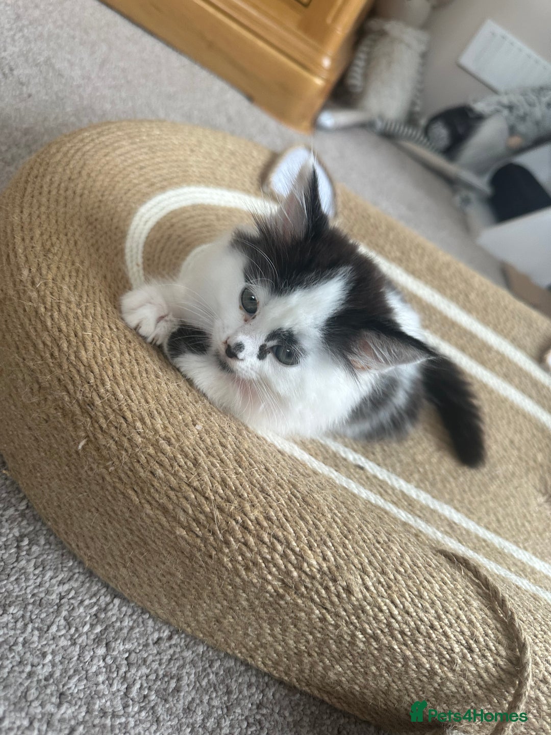Mixed Breed cats for sale: Long hair male kitten  - Image 10