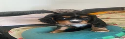 Cavalier King Charles Spaniel dogs for sale: Cavalier King Charles Spaniel Puppiez - Advert 5