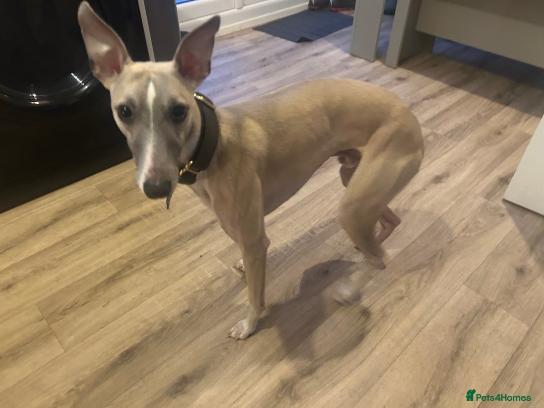 Whippet dogs for sale: 17 month old Male Whippet - Image 5