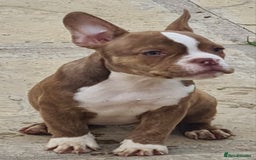 American Bully dogs for sale: Exotic American bully pups blood lines of bitcoin  - Image 26