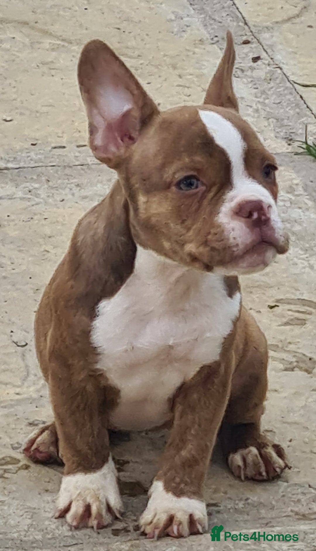 American Bully dogs for sale: Exotic American bully pups blood lines of bitcoin  - Image 26