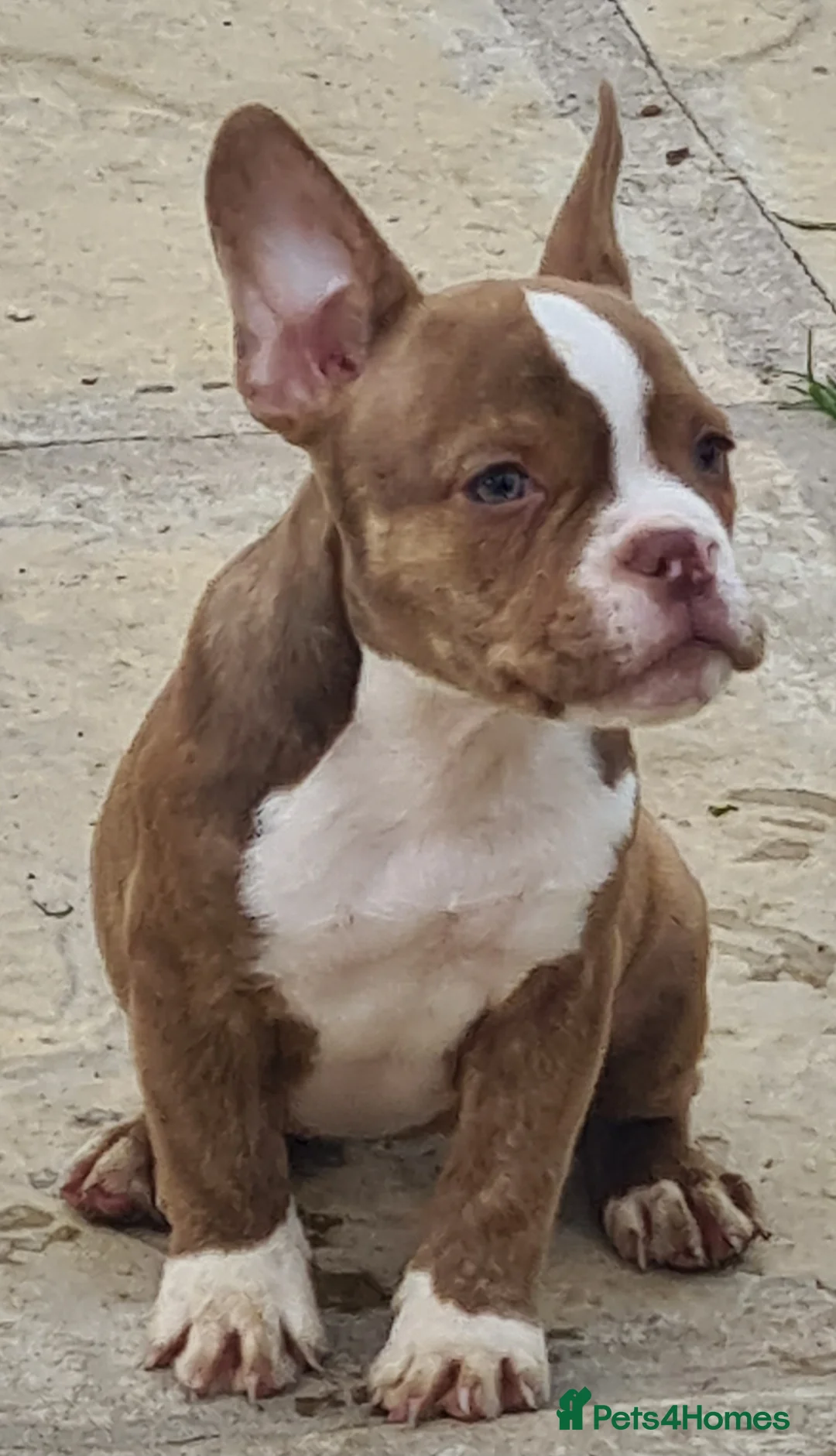 American Bully dogs for sale: Micro exotic American bullys bitcoin bloodlines - Advert 26