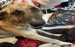 Mixed Breed dogs for adoption: 🚨 URGENT HOME NEEDED - Image 5