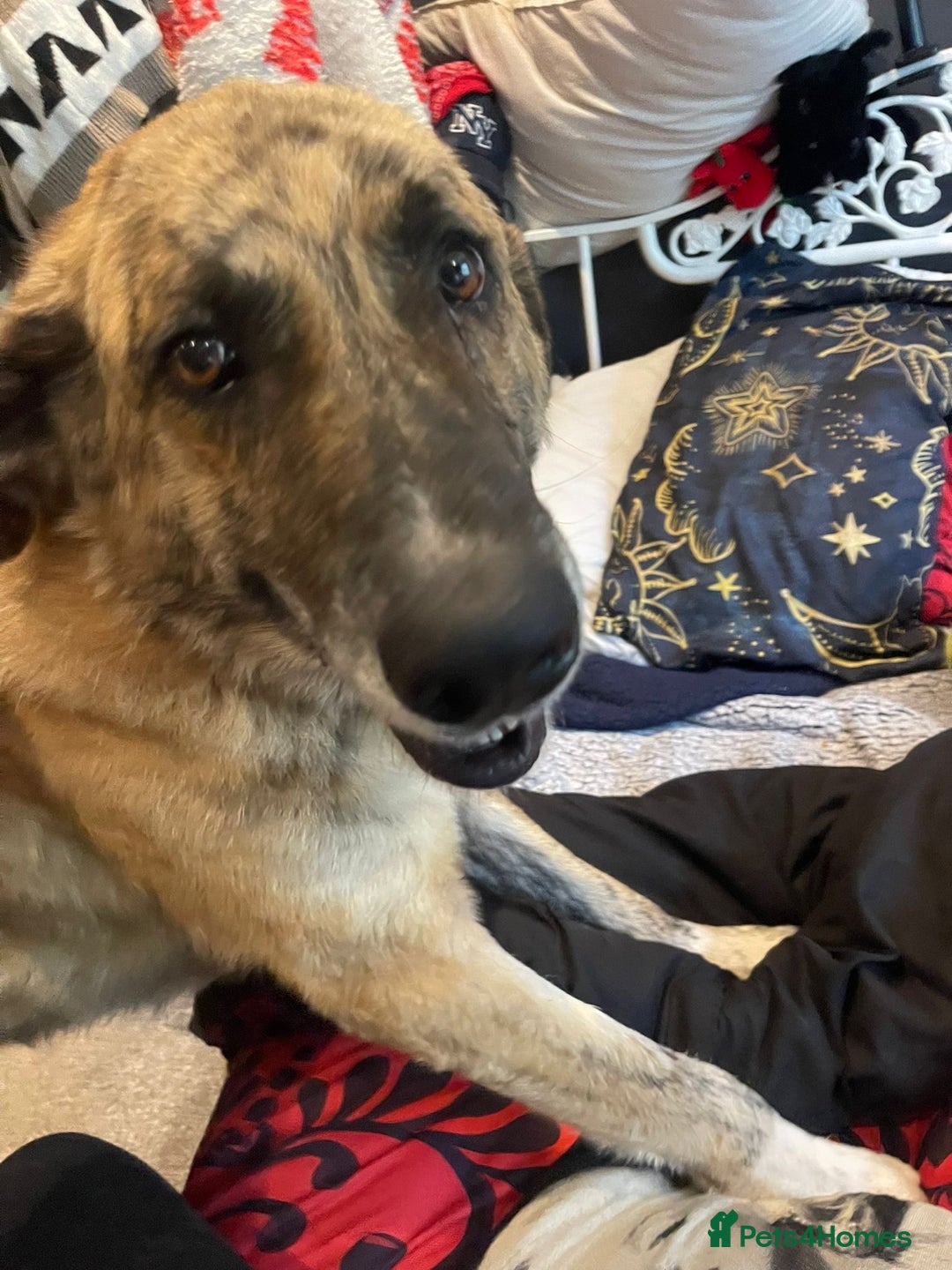 Mixed Breed dogs for adoption: 🚨 URGENT HOME NEEDED - Image 5