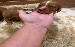 Cocker Spaniel dogs for sale: Pure bred, Cocker spaniels - Image 9