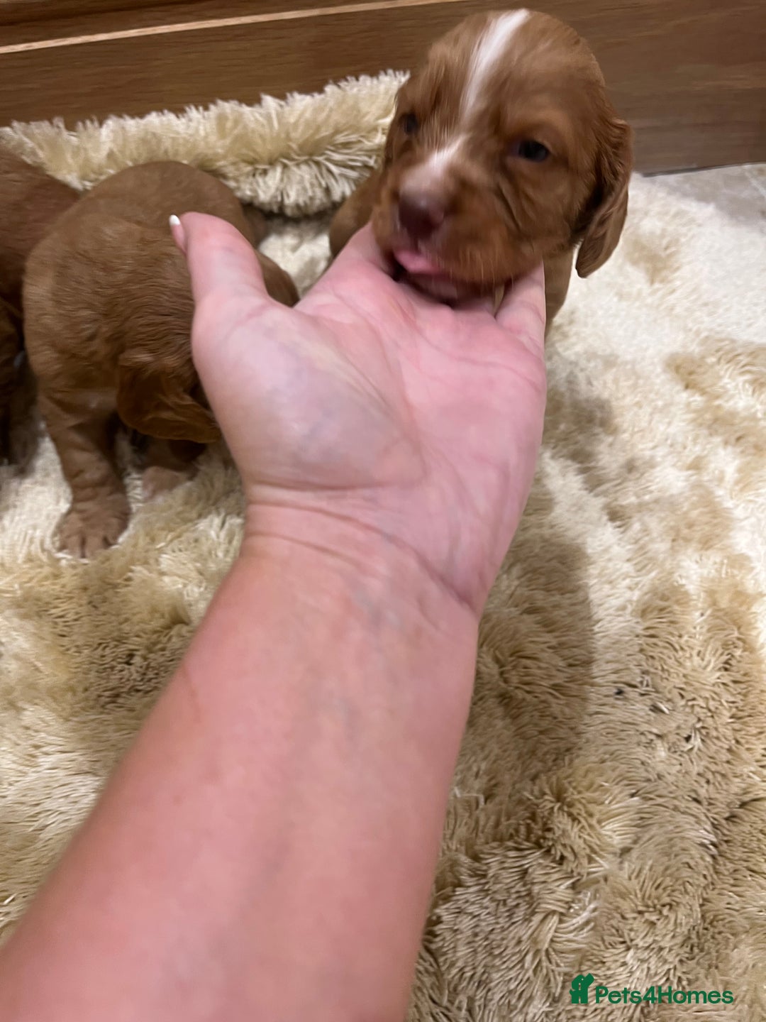Cocker Spaniel dogs for sale: Pure bred, Cocker spaniels - Image 9